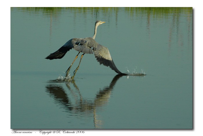 Airone cenerino - Ardea cinerea